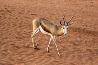 Springbok on the red dunes of the Kalahari desert, Namibia