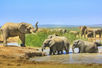 African Elephants near a large pool and others inside the water that cool down with mud. Addo
