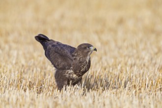 Buzzard, (Buteo buteo), animals, birds, bird of prey, hawk family, buzzard, buzzards, sits in a