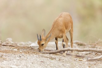 Nubian ibex, Nubian ibex, (Capra nubiana), animals, mammal, young animal, animal kids, Ein Gedi