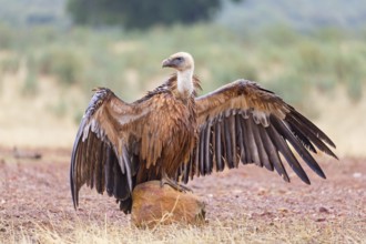 Griffon vulture, (Gyps fulvus), animals, birds, vultures, alworld vulture, hawk family, Sierra de
