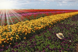 Drawn shining sun with sharp beams shines multi-color flower field
