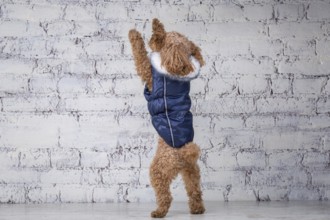 Small funny dog of brown colour with curly hair of toy poodle breed posing in clothes for dogs.