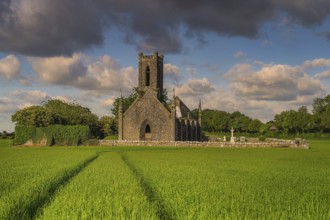 Tracks in cereal leading to old stone ruins and commentary of Ballinafagh Church with dramatic sky