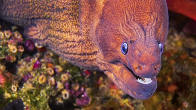 Moray Eel, Muraena helena, Cabo Cope-Puntas del Calnegre Natural Park, Mediterranean Sea, Region de