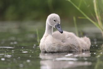 Mute swan chicks swimming on the lake