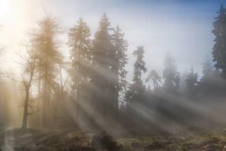 The morning sun's rays of light penetrate the mist in a forest