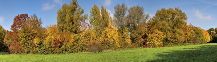 Trees and treetops of an autumnal, deserted, idyllic deciduous forest with meadow in the warm
