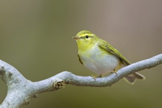 Wood warbler, (Phylloscopus sibilatrix), animals, birds, songbirds, perch, biotope, habitat,