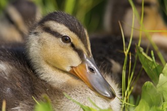 Mallard, chick, juvenile, baby duck, swims in the water, sideways, (Anas platyrhynchos), female,