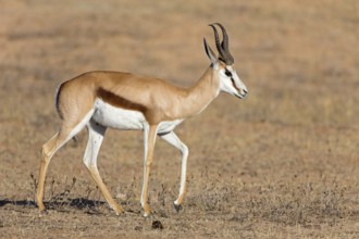 Springbok, Springbok, (Antidorcas marsupialis), animals, mammals, group of gazelle-like animals,