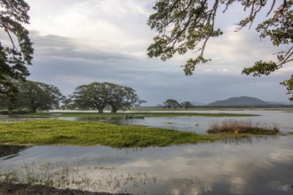 Landscape photography in a subtropical climate. Lagoon or marshland at a lake, evening shot at
