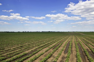 Young green soy plants with large leaves grow in the field