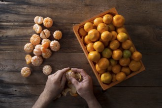 Presentation of the result of the collection of the fruit of the spindle