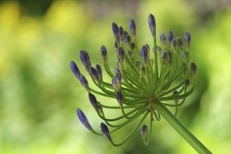 Inflorescence of an ornamental lily