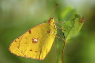 Clouded Yellow butterfly (Colias crocea) resting in the grass. Bas-Rhin, Collectivite europeenne
