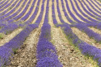 Lavender fields in bloom in Provence. Valensole Plateau (Alpes-de-Haute-Provence) Pays de Sault