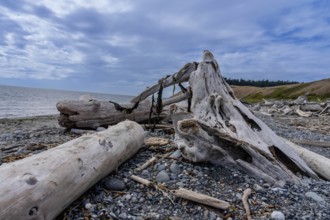 Large pieces of driftwood sit on a beach on the Oregon coastline on a beautiful summers day