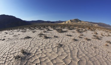 Dawn in Death Valley. Dry brush on white cracked soil. Rhotograph Fisheye lens