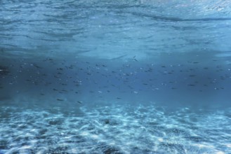 Fish School Underwater, sandy sea bottom underwater background