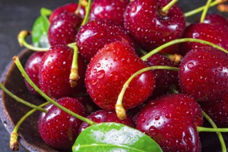 Freshly picked cherry in a wooden bowl