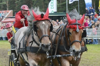 Cold-blooded horses as the titans of the race in Brück, Brandenburg