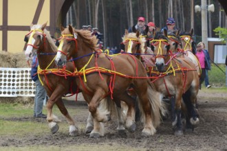 Cold-blooded horses as the titans of the race in Brück, Brandenburg