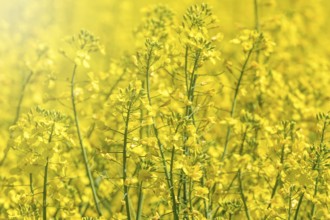 Rapeseed Flowers in rapeseed field. Blooming canola flowers