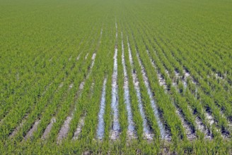 Rice field, rice cultivation