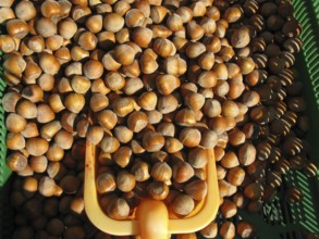 Hazelnuts