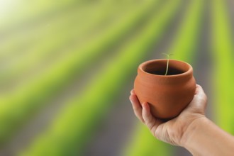 Child hand holding potted young plant over nature background