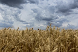 Summer wheat field and Storm clouds