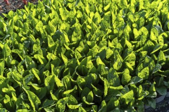 Large quantities of plants from one nursery
