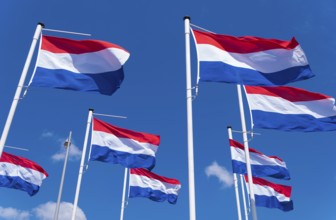 Many dutch flags against a blue sky