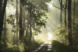Dirt road among maple trees after rainfall on a foggy spring morning