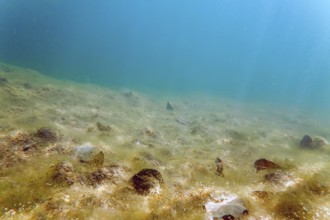 Underwater freshwater flora rivers, lakes, pond