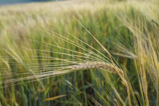 Wheat field. Golden ears of wheat on the field. Background of ripening ears of meadow wheat field.