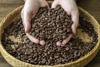 Coffee beans in female hands. Female hands with roasted coffee beans
