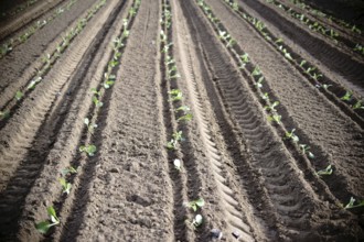 The fresh furrows of a freshly ploughed field in spring with freshly planted white cabbage