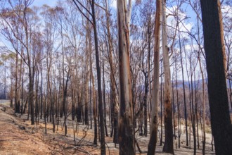 An image of some burnt eucalyptus trees australia
