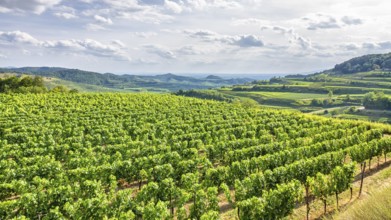 An image of an aerial view vineyard scenery at Kaiserstuhl Germany