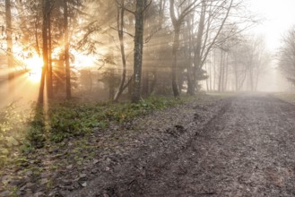An image of an autumn forest mist with sunlight rays