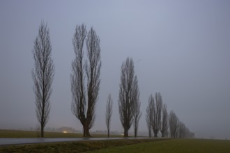 Foggy atmosphere at the Napoleonstraße/Liliensteinstraße in Saxon Switzerland, Ebenheit, Saxony,