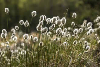 Cottongrass in the Black Moor/Rhön