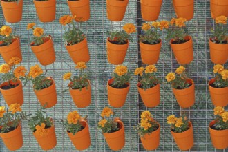 Orange flower pots hanging at wire mesh repetition