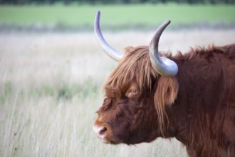 Red Galloway cattle