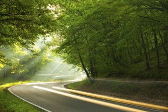 Fast cars on the road in forest in the morning