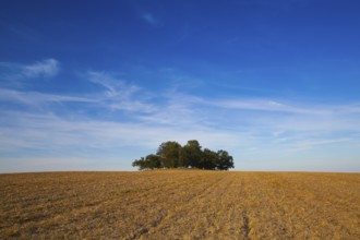Island full of trees in the middle empty field