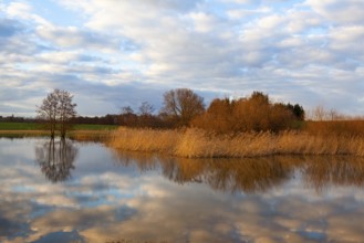Golden autumn grass on the lake. Autumn landscape, sunny evening. Bright autumn grass with their