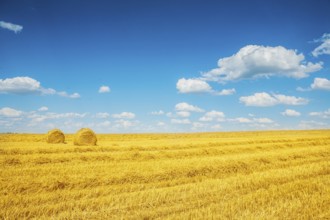 Harvested fileld of wheat with two bales of a straw